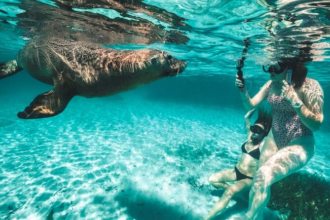 3 Island Wildlife Snorkel - Key reasons to consider this snorkel trip