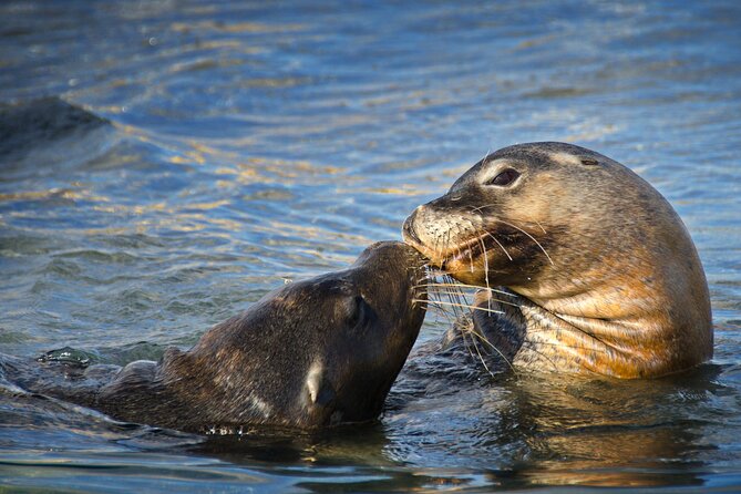 3 Island Wildlife Snorkel - A boat ride with lunch and upper-deck views