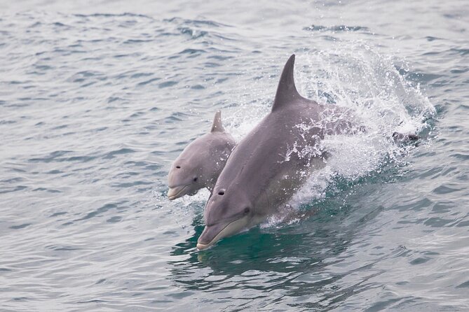 3 Island Wildlife Snorkel - Who will enjoy this most