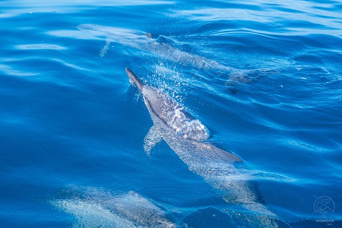 3h dolphin and snorkeling tour in a wild lagoon with Mobydick - Key points to know before booking