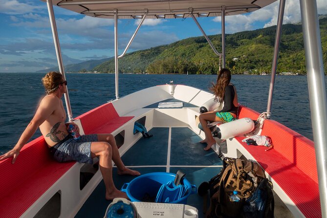 3h dolphin and snorkeling tour in a wild lagoon with Mobydick - Is $144.54 a fair price?