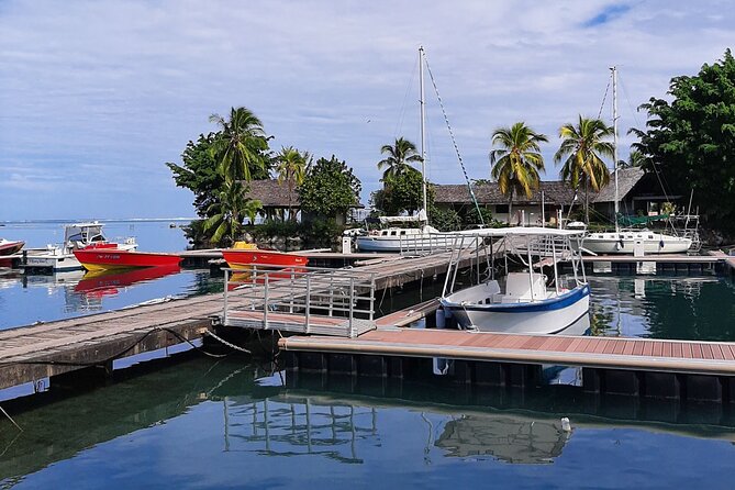 3h dolphin and snorkeling tour in a wild lagoon with Mobydick - Best departure time and season