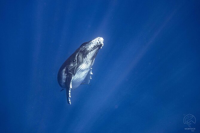 3h dolphin and snorkeling tour in a wild lagoon with Mobydick - Who will enjoy this Tahiti boat trip?
