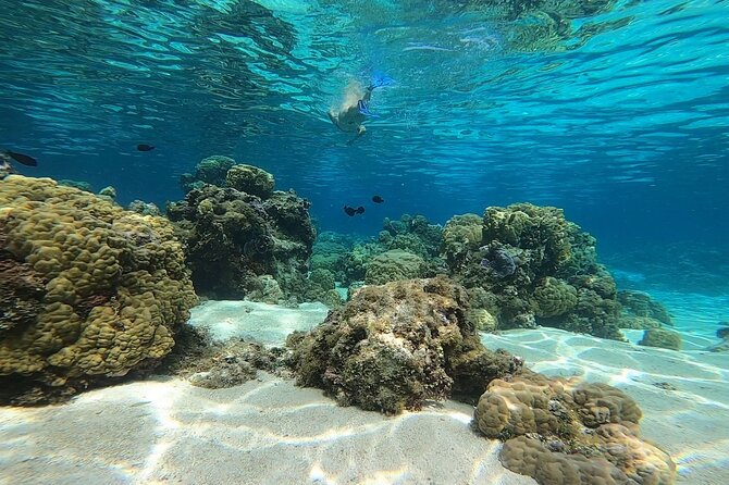 3h dolphin and snorkeling tour in a wild lagoon with Mobydick - Snorkeling among coral formations