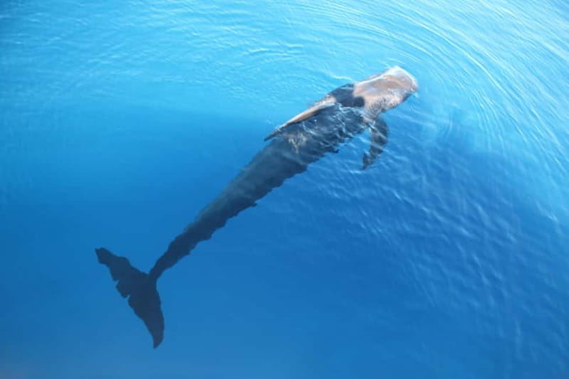 3H Shared Barrier-Free Cruise with Turtles Dolphins & Whales - Who will get the most from this cruise