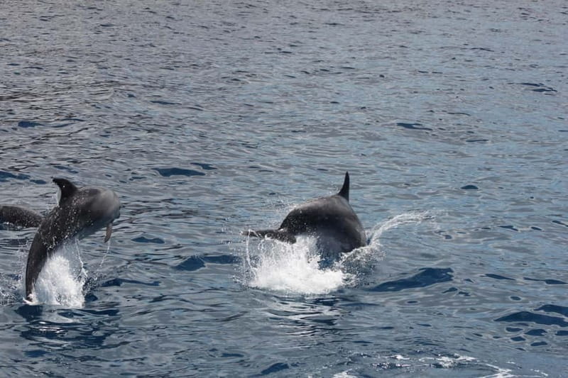 3H Shared Barrier-Free Cruise with Turtles Dolphins & Whales - Why Santa Rita changes the usual boat trip