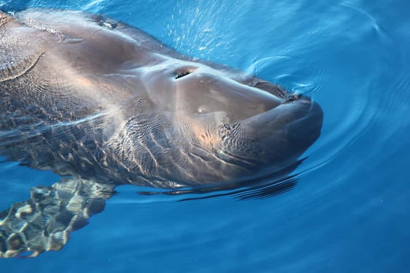 3H Shared Barrier-Free Cruise with Turtles Dolphins & Whales - Along Tenerife’s coast in search of whales and dolphins