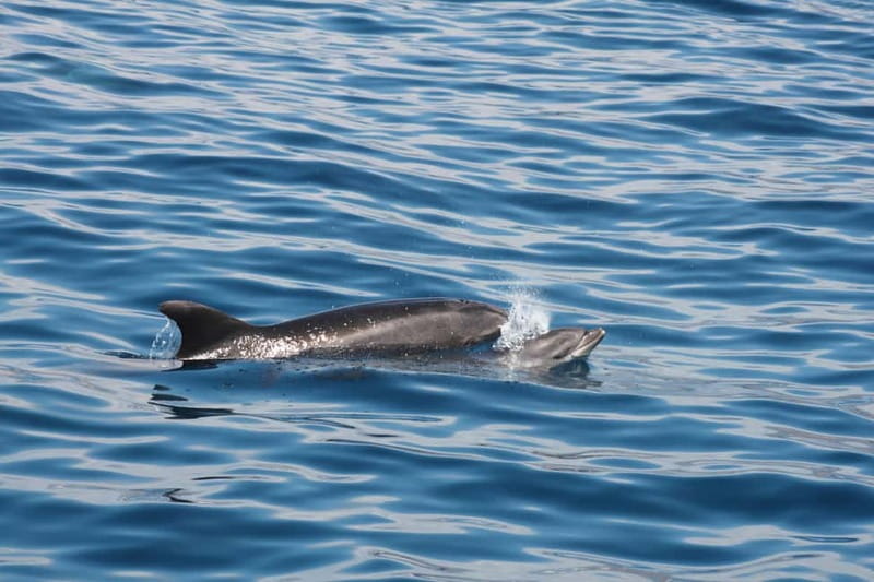 3H Shared Barrier-Free Cruise with Turtles Dolphins & Whales - Las Vistas Bay: the point of getting in the water