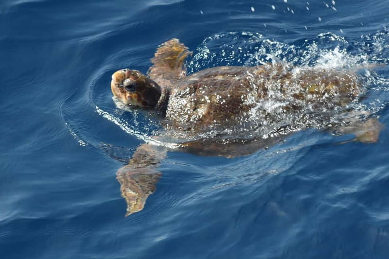 3H Shared Barrier-Free Cruise with Turtles Dolphins & Whales - What the $58 price really buys