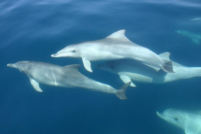 3hours all inclusive Sunset&Dolphin Tour from Medulin on Sandra - Is $54.42 a fair price?