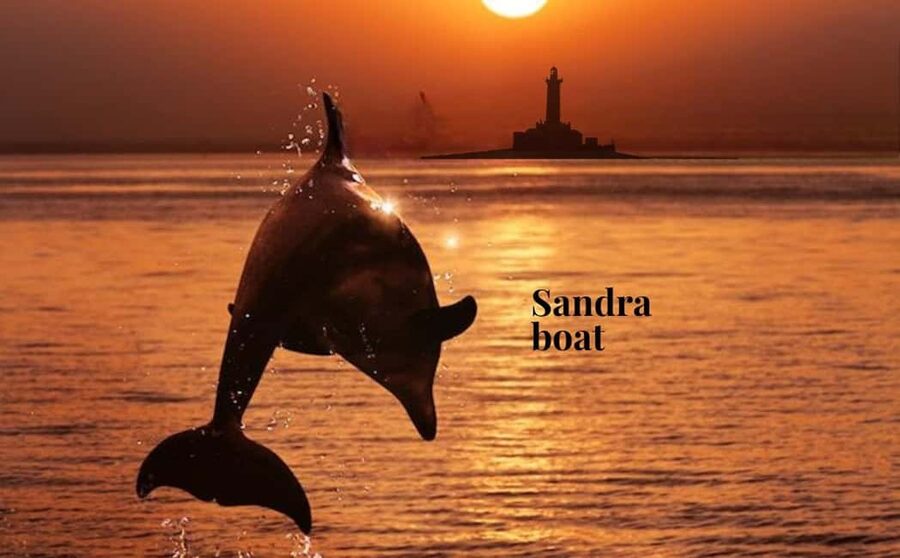 3hours Dolphin Sunset watching with unlimited drinks +dinner - Five things to know before you book