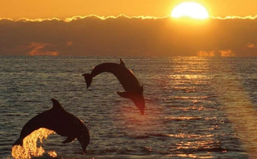 3hours Dolphin Sunset watching with unlimited drinks +dinner - Dolphin watching with realistic expectations