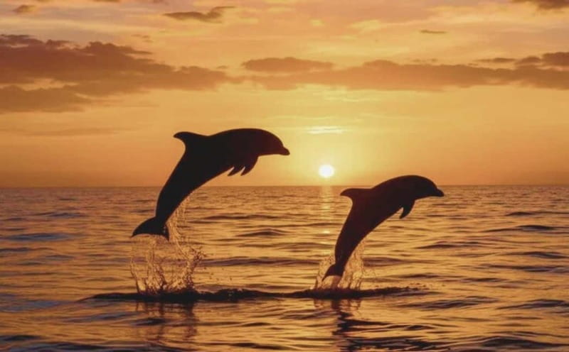 3hours Dolphin Sunset watching with unlimited drinks +dinner - Porer lighthouse at the right hour