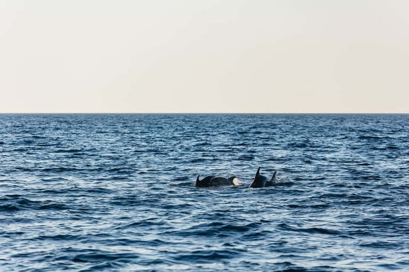 3hours Dolphin Sunset watching with unlimited drinks +dinner - Is $53 good value for three hours?