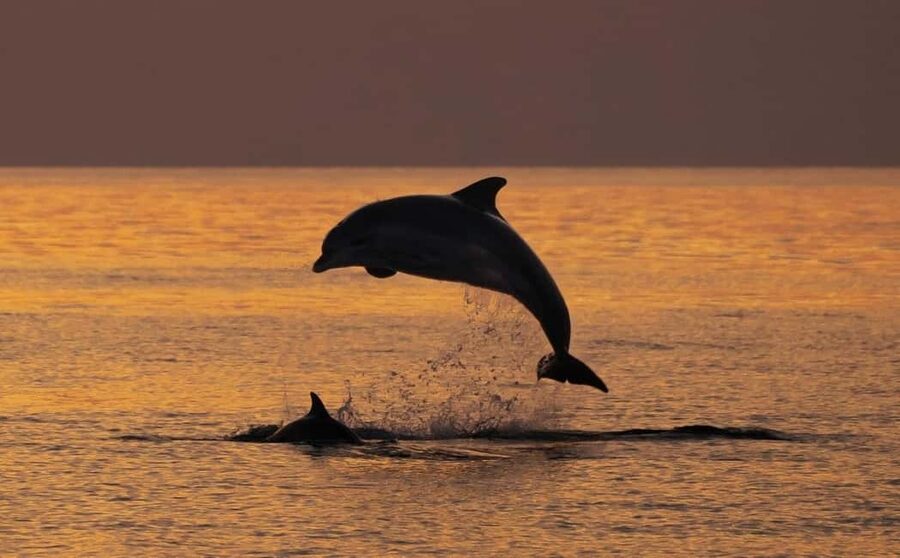 3hours Dolphin Sunset watching with unlimited drinks +dinner - Cape Kamenjak from the Adriatic