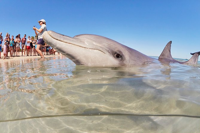 4-Day Monkey Mia Dolphins Pink Lake Pinnacles Comfort-Level Tour - Four details that shape the experience