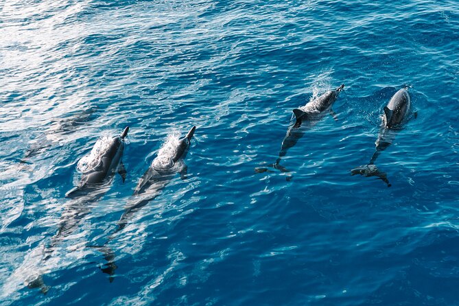 4 Hour Big Island Dolphin Watch Boat Tour, Snorkeling & BBQ Lunch - A second snorkeling stop near Kailua-Kona