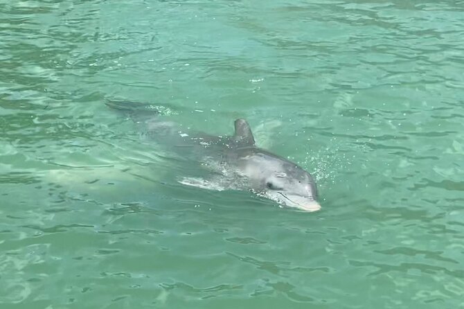 4 Hour Dolphin and Sandbar Cruise - Watching for dolphins, manatees, and birds