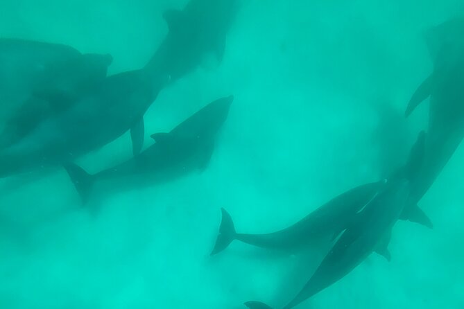 4 Hour Eco Dolphin Tour in Panama - Setting out from 112A E 3rd Court