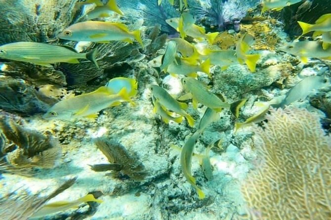 4 Hour Egmont Key Island Tour With Dolphins & Snorkeling Included - What the $79 price really buys