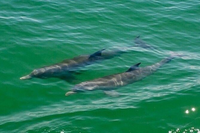 4 Hour Egmont Key Island Tour With Dolphins & Snorkeling Included - Who will enjoy this most