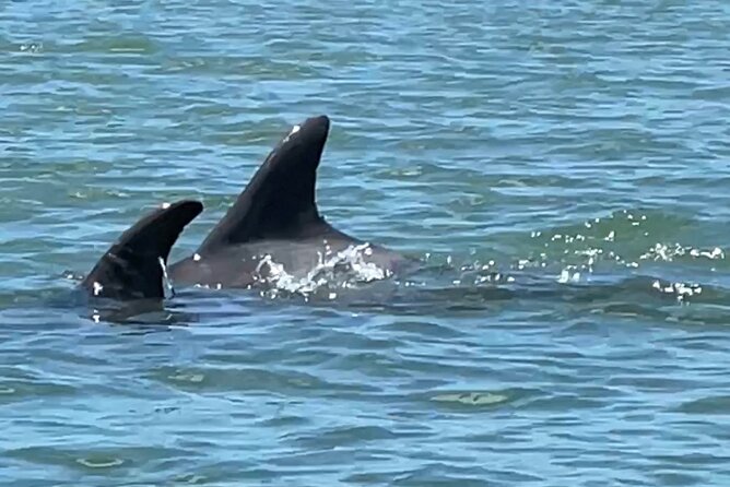 4-Hour Mangrove Island and Dolphin Watch Sandbar in Fort Pierce - Wildlife watching without a promise