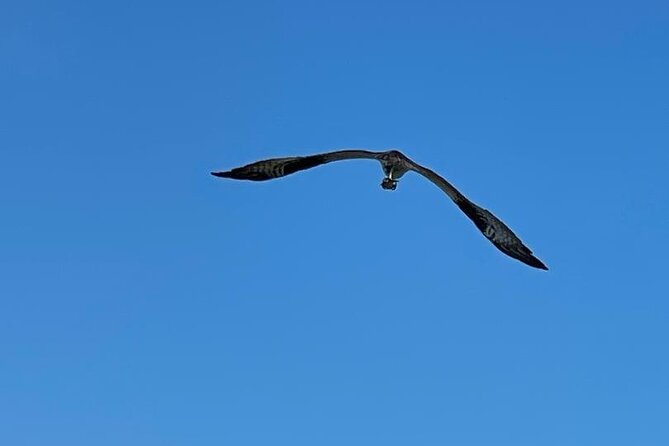 4-Hour Mangrove Island and Dolphin Watch Sandbar in Fort Pierce - Reaching the sandbar