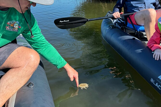 4-Hour Mangrove Island and Dolphin Watch Sandbar in Fort Pierce - Why the electric return helps