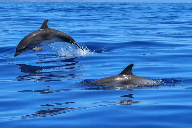 4-Hour Private Speedboat to See Dolphins from Hurghada - Why this Hurghada boat trip is different