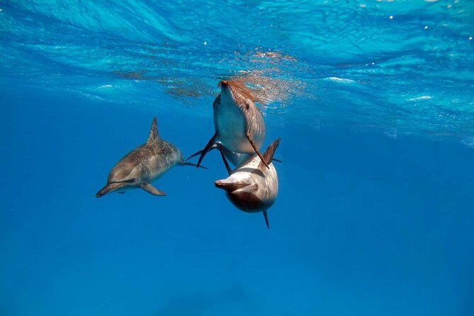 4-Hour Private Speedboat to See Dolphins from Hurghada - Speeding toward Dolphin House