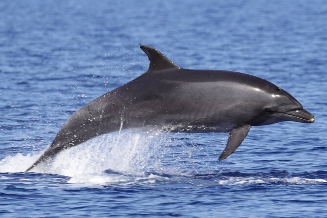 4 Hours Dolphin Watching Tour in Porto Empedocle - The Summer Swim Stop