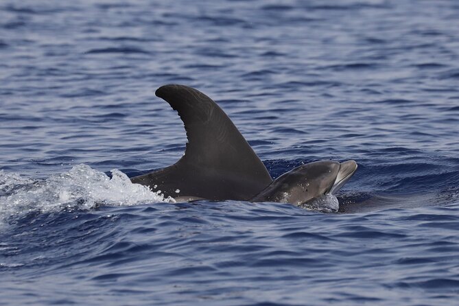 4 Hours Dolphin Watching Tour in Porto Empedocle - Is $165.61 a Fair Price?