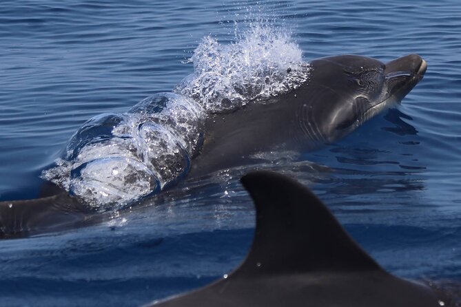 4 Hours Dolphin Watching Tour in Porto Empedocle - Booking, Weather, and Cancellation Details