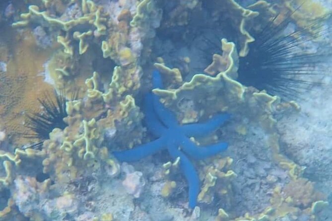 5-Hour Snorkeling, Swimming with Dolphins and Sea Turtles Aquarium - Leaving Nungwi for Mnemba Atoll