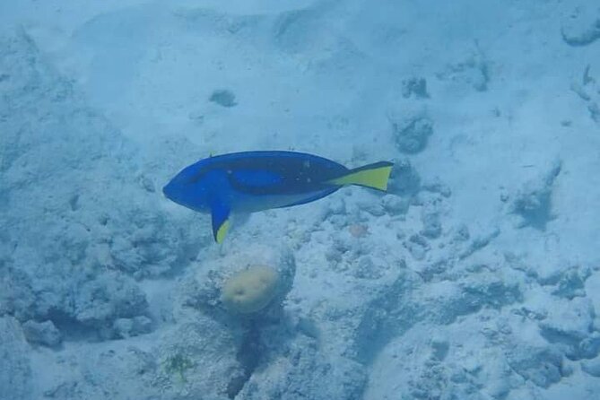 5-Hour Snorkeling, Swimming with Dolphins and Sea Turtles Aquarium - A short picnic on the sandbank