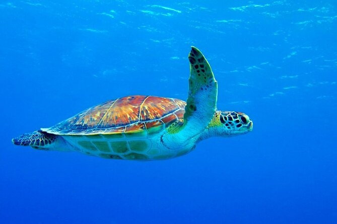 5-Hour Snorkeling, Swimming with Dolphins and Sea Turtles Aquarium - What the $60 price really buys