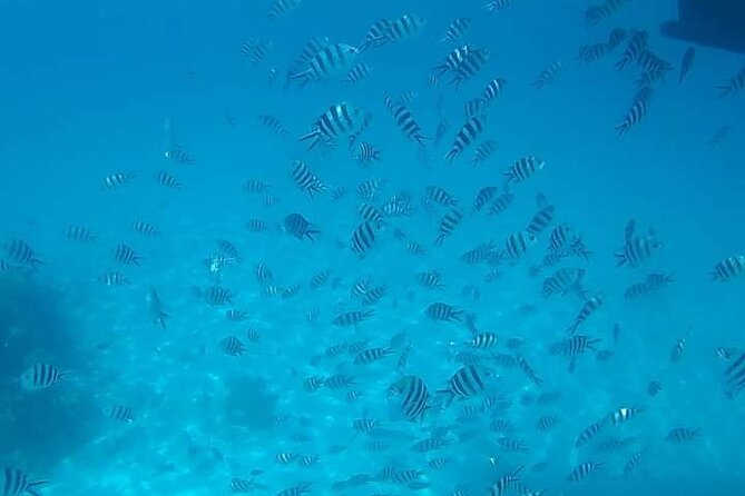 5-Hour Snorkeling, Swimming with Dolphins and Sea Turtles Aquarium - Who will enjoy this day most?