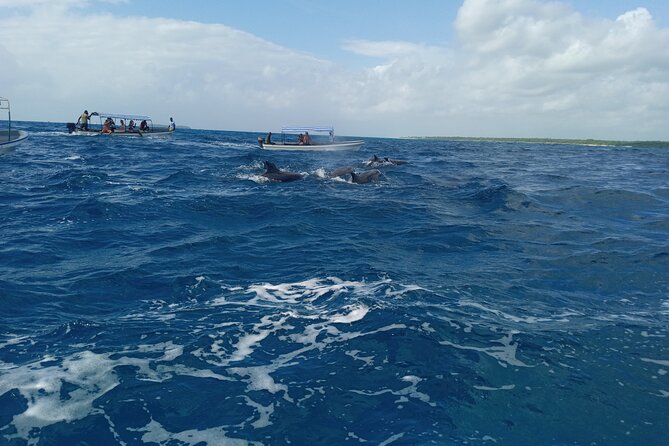 5-Hour Snorkeling, Swimming with Dolphins and Sea Turtles Aquarium - Snorkeling among Mnemba’s reef fish