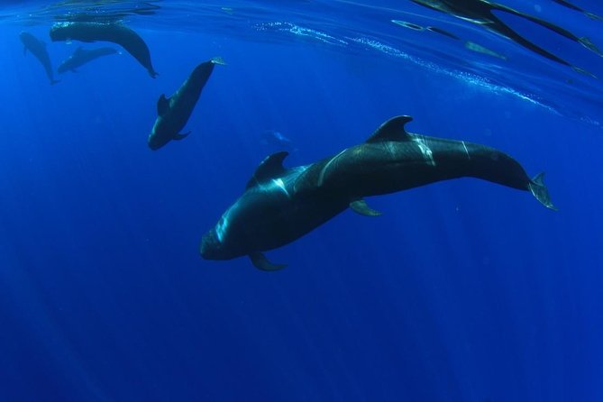 5 hr watching and listening whales and dolps. Visit Los Gigantes - Key points to know before you sail