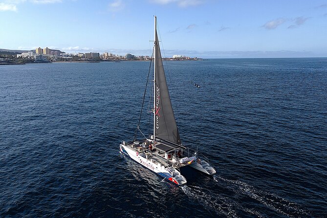 5 hr watching and listening whales and dolps. Visit Los Gigantes - Why this Tenerife boat trip works well