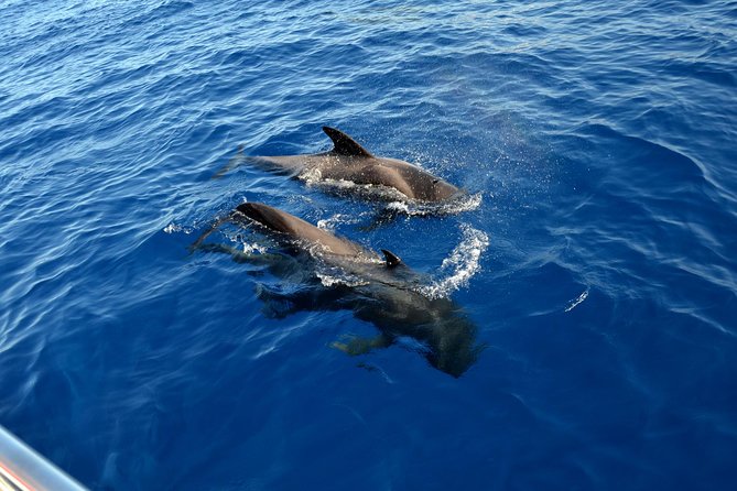 5 hr watching and listening whales and dolps. Visit Los Gigantes - Lunch, drinks, and the real value of $71.38
