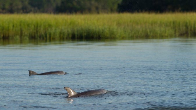 90-Minute Dolphin and Nature Tour of Hilton Head - Starting at Shelter Cove Marina