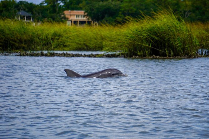 90-Minute Dolphin and Nature Tour of Hilton Head - Dolphins, Pelicans, and the Search for Wildlife