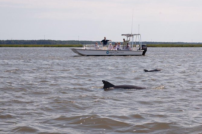 90-Minute Dolphin and Nature Tour of Hilton Head - A 90-Minute Ride That Fits a Hilton Head Day