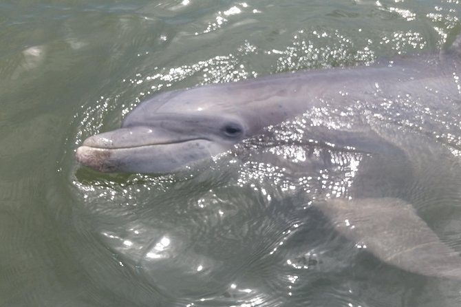 90-Minute Dolphin and Nature Tour of Hilton Head - Who Will Enjoy This Tour Most?