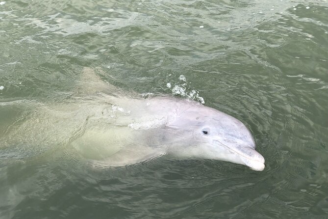 90 Minute Hilton Head Dolphin and Nature Cruise - Leaving Shelter Cove for the salt marsh