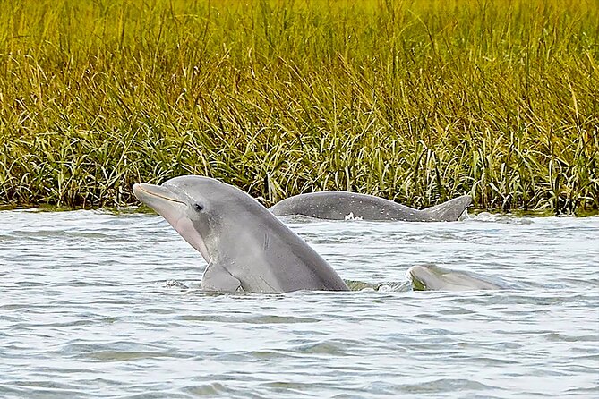 90 Minute Hilton Head Dolphin and Nature Cruise - The captains are a major part of the value