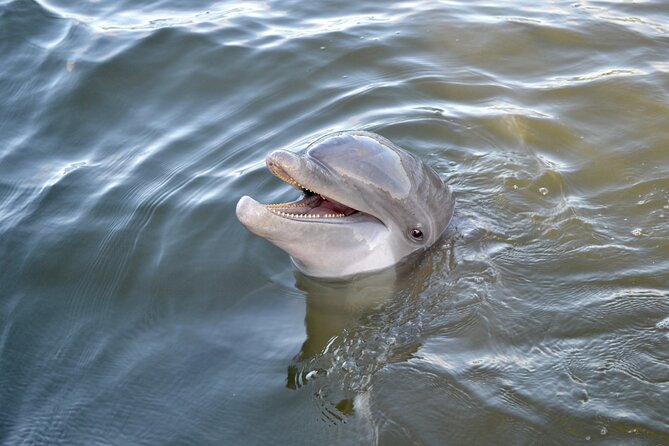 90 Minute Hilton Head Dolphin and Nature Cruise - How the 90 minutes usually feel