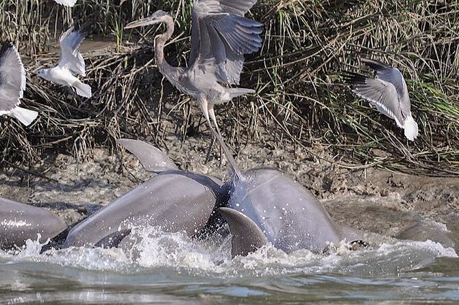 90 Minute Hilton Head Dolphin and Nature Cruise - Sun, wind, shade, and what to pack