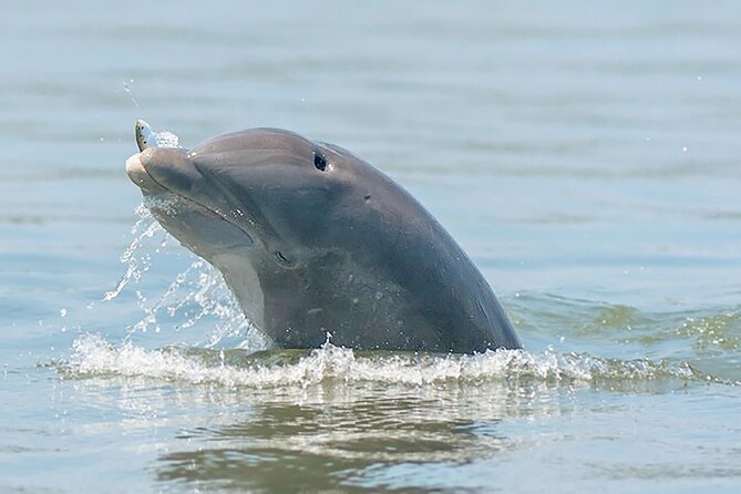 90 Minute Hilton Head Dolphin and Nature Cruise - Who will enjoy this cruise most